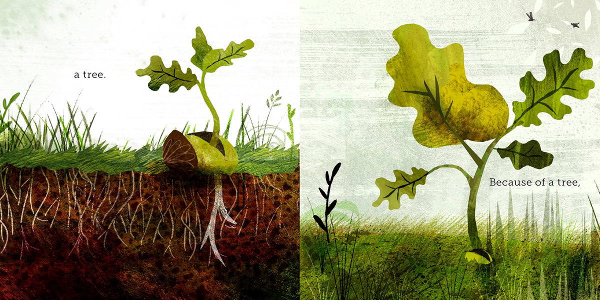 An illustrated botanical artwork showing two young oak saplings in grass, with cross-sections of soil and roots on the left and full plant views on the right. Text reads 'a tree' and 'Because of a tree.