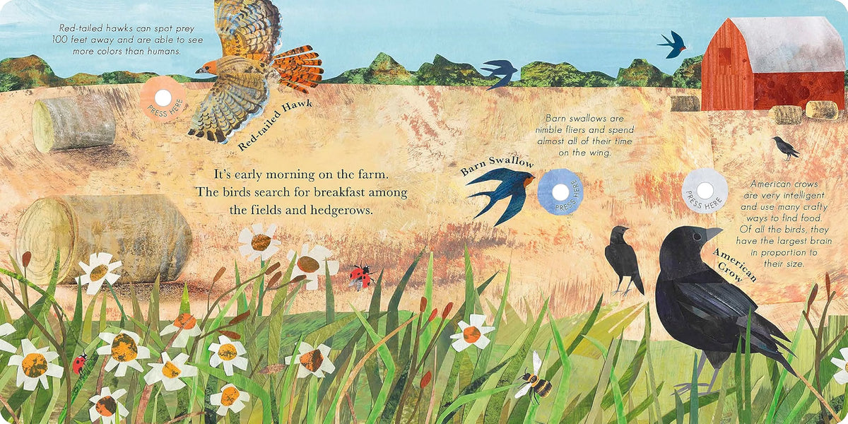 An educational children's book page about farm birds, featuring a colorful illustration of a barn, hay bales, grass, wildflowers, and several bird species with labels and callout text.